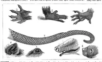 An illustration from Scientific American, Vol. 43, No. 24 (1880) (1880)
