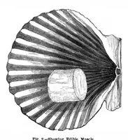 Picture 12 of 16 from Scientific American, Vol. 44, No. 1 (1881) (1881), leaf 9