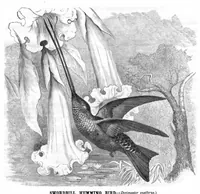 Picture 7 of 10 from Scientific American, Vol. 44, No. 2 (1881) (1881), leaf 8