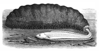 An illustration from Scientific American, Vol. 44, No. 2 (1881) (1881)