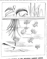 Picture 11 of 15 from Scientific American, Vol. 44, No. 4 (1881) (1881), leaf 8