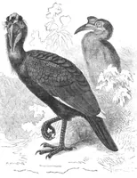 An illustration from Scientific American, Vol. 44, No. 5 (1881) (1881)