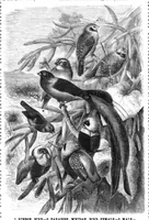 Picture 10 of 14 from Scientific American, Vol. 44, No. 9 (1881) (1881), leaf 8