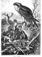 An illustration from Scientific American, Vol. 44, No. 10 (1881) (1881)