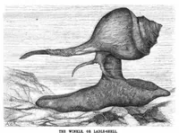 An illustration from Scientific American, Vol. 44, No. 11 (1881) (1881)