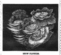 Picture 7 of 16 from Scientific American, Vol. 44, No. 13 (1881) (1881), leaf 5