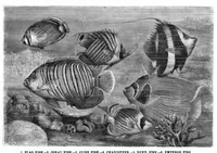An illustration from Scientific American, Vol. 44, No. 14 (1881) (1881)
