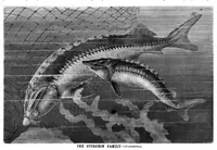 Picture 11 of 18 from Scientific American, Vol. 44, No. 15 (1881) (1881), leaf 8