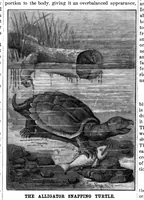An illustration from Scientific American, Vol. 44, No. 20 (1881) (1881)