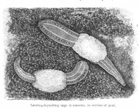 Picture 11 of 14 from Scientific American, Vol. 44, No. 23 (1881) (1881), leaf 8
