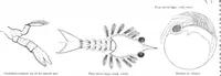 Picture 11 of 17 from Scientific American, Vol. 44, No. 24 (1881) (1881), leaf 8