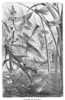An illustration from Scientific American, Vol. 44, No. 26 (1881) (1881)