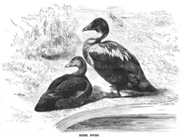An illustration from Scientific American, Vol. 45, No. 16 (1881) (1881)