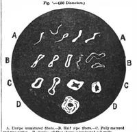 Picture 3 of 18 from Scientific American, Vol. 45, No. 18 (1881) (1881), leaf 2