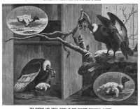 Picture 10 of 13 from Scientific American, Vol. 45, No. 19 (1881) (1881), leaf 10