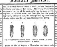 Picture 10 of 14 from Scientific American, Vol. 45, No. 20 (1881) (1881), leaf 10
