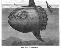 An illustration from Scientific American, Vol. 45, No. 23 (1881) (1881)