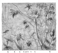 An illustration from Scientific American, Vol. 45, No. 24 (1881) (1881)