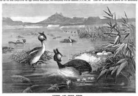 Picture 10 of 16 from Scientific American, Vol. 46, No. 7 (1882) (1882), leaf 8