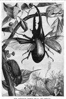 Picture 10 of 13 from Scientific American, Vol. 46, No. 9 (1882) (1882), leaf 8