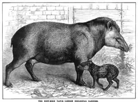An illustration from Scientific American, Vol. 46, No. 14 (1882) (1882)