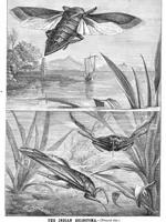 Picture 7 of 8 from Scientific American, Vol. 46, No. 18 (1882) (1882), leaf 8