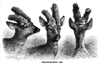Picture 12 of 17 from Scientific American, Vol. 46, No. 19 (1882) (1882), leaf 8