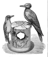 Picture 13 of 17 from Scientific American, Vol. 46, No. 19 (1882) (1882), leaf 8