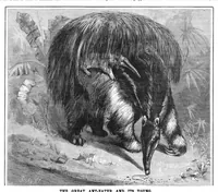 An illustration from Scientific American, Vol. 46, No. 20 (1882) (1882)