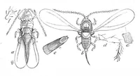 An illustration from Scientific American, Vol. 46, No. 21 (1882) (1882)