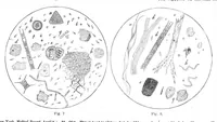 An illustration from Scientific American, Vol. 47, No. 5 (1882) (1882)