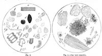 An illustration from Scientific American, Vol. 47, No. 5 (1882) (1882)