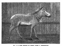 Picture 10 of 13 from Scientific American, Vol. 47, No. 7 (1882) (1882), leaf 8