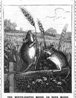 An illustration from Scientific American, Vol. 47, No. 11 (1882) (1882)