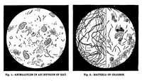 Picture 7 of 12 from Scientific American, Vol. 47, No. 12 (1882) (1882), leaf 8