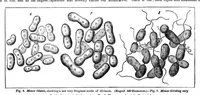 An illustration from Scientific American, Vol. 47, No. 13 (1882) (1882)