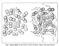 Picture 9 of 10 from Scientific American, Vol. 47, No. 13 (1882) (1882), leaf 8