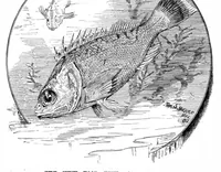 An illustration from Scientific American, Vol. 47, No. 16 (1882) (1882)