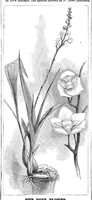 Picture 7 of 14 from Scientific American, Vol. 47, No. 20 (1882) (1882), leaf 8