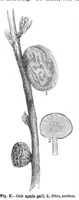 Picture 7 of 14 from Scientific American, Vol. 47, No. 21 (1882) (1882), leaf 8