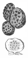 Picture 9 of 14 from Scientific American, Vol. 47, No. 21 (1882) (1882), leaf 8