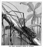 Picture 9 of 13 from Scientific American, Vol. 47, No. 25 (1882) (1882), leaf 8