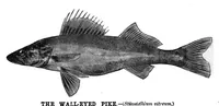 Picture 8 of 10 from Scientific American, Vol. 48, No. 2 (1883) (1883), leaf 9
