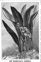 An illustration from Scientific American, Vol. 48, No. 14 (1883) (1883)