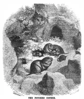 Picture 8 of 12 from Scientific American, Vol. 48, No. 21 (1883) (1883), leaf 8