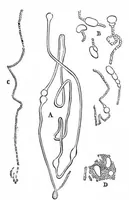 Picture 5 of 10 from Scientific American, Vol. 48, No. 23 (1883) (1883), leaf 5