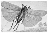 An illustration from Scientific American, Vol. 48, No. 24 (1883) (1883)