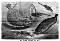 Picture 7 of 8 from Scientific American, Vol. 49, No. 5 (1883) (1883), leaf 8