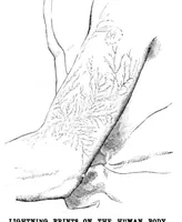 Picture 7 of 12 from Scientific American, Vol. 49, No. 8 (1883) (1883), leaf 8