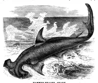 Picture 10 of 15 from Scientific American, Vol. 49, No. 10 (1883) (1883), leaf 8
